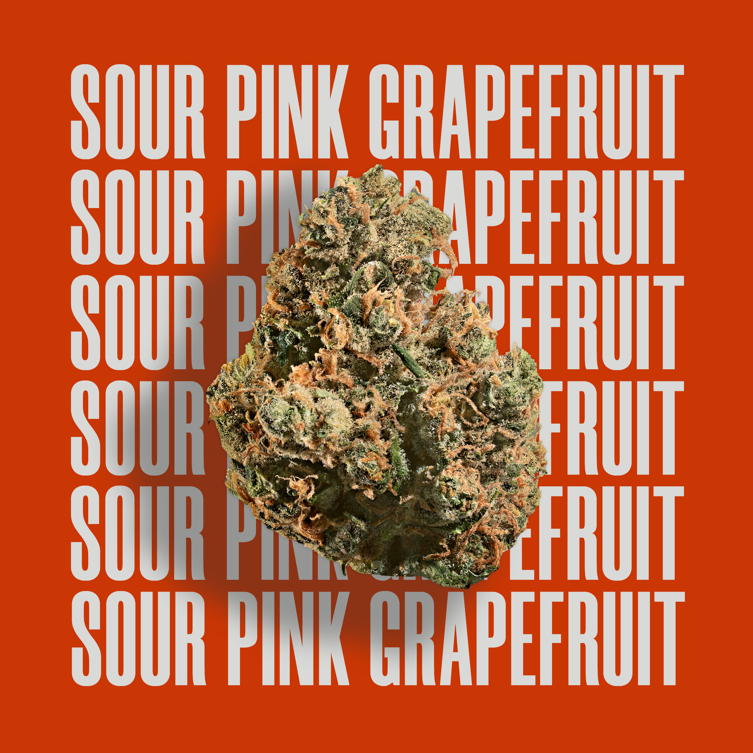 Cresco Cannabis: Sour Pink Grapefruit